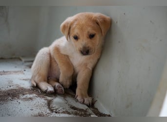 Kira, Kalle, Kasper und Karim suchen ein Zuhause