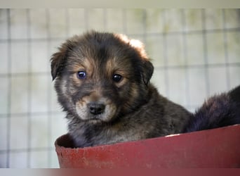 Kira, Kalle, Kasper und Karim suchen ein Zuhause