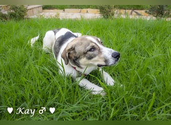 Kea  und Kay auf der Suche nach ihrer Familie