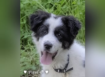 Paul sucht ein Zuhause