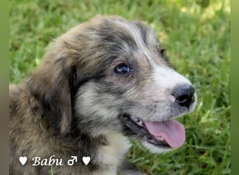 Baja, Badu, Bambi  Brownie suchen ab August ein Zuhause