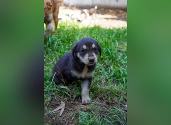 Kira, Kalle, Kasper und Karim suchen ein Zuhause