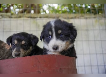 Kira, Kalle, Kasper und Karim suchen ein Zuhause