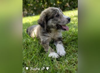 Baja, Badu, Bambi  Brownie suchen ab August ein Zuhause