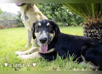 Liana, Lico und Lido suchen ein Zuhause