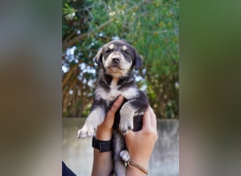 Kira, Kalle, Kasper und Karim suchen ein Zuhause