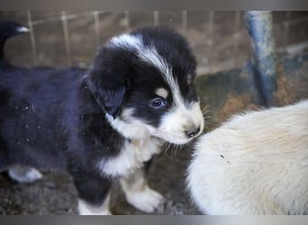 Kira, Kalle, Kasper und Karim suchen ein Zuhause