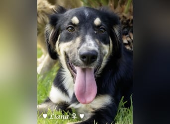 Liana, Lico und Lido suchen ein Zuhause