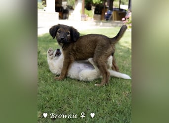 Baja, Badu, Bambi  Brownie suchen ab August ein Zuhause