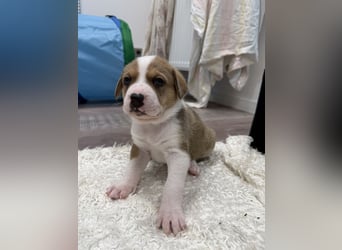 Im Westerwald zu besuchen: Zehn kleine Leben suchen ihr Für-immer-Zuhause