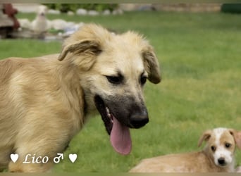 Liana, Lico und Lido suchen ein Zuhause