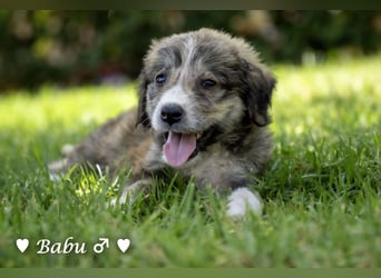 Baja, Badu, Bambi  Brownie suchen ab August ein Zuhause
