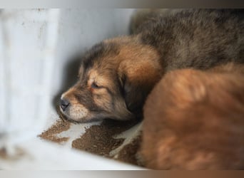 Kira, Kalle, Kasper und Karim suchen ein Zuhause