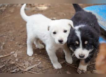 Kira, Kalle, Kasper und Karim suchen ein Zuhause
