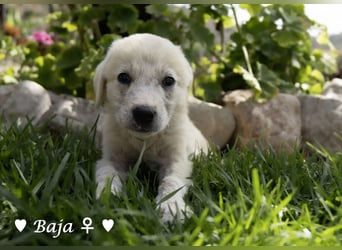 Baja, Badu, Bambi  Brownie suchen ab August ein Zuhause