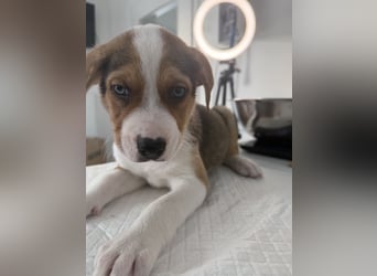 Im Westerwald zu besuchen: Zehn kleine Leben suchen ihr Für-immer-Zuhause