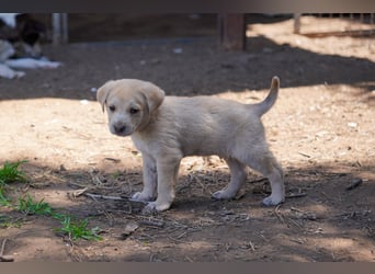 Kira, Kalle, Kasper und Karim suchen ein Zuhause