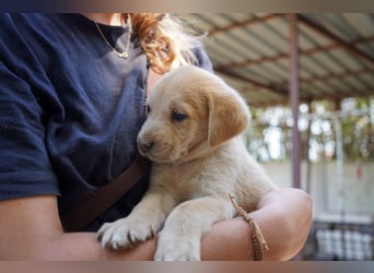 Kira, Kalle, Kasper und Karim suchen ein Zuhause