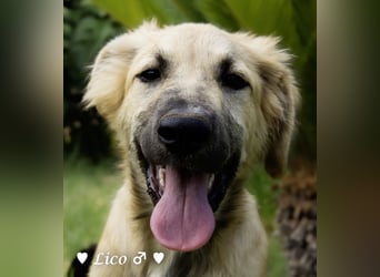 Liana, Lico und Lido suchen ein Zuhause