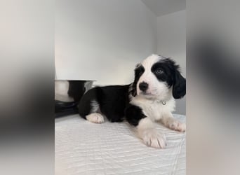 Im Westerwald zu besuchen: Zehn kleine Leben suchen ihr Für-immer-Zuhause