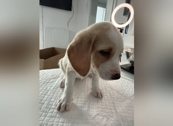 Im Westerwald zu besuchen: Zehn kleine Leben suchen ihr Für-immer-Zuhause