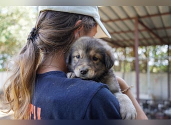 Kira, Kalle, Kasper und Karim suchen ein Zuhause