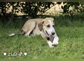 Liana, Lico und Lido suchen ein Zuhause