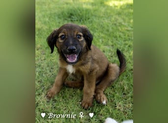 Baja, Badu, Bambi  Brownie suchen ab August ein Zuhause