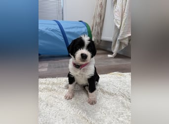 Im Westerwald zu besuchen: Zehn kleine Leben suchen ihr Für-immer-Zuhause