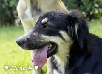 Liana, Lico und Lido suchen ein Zuhause