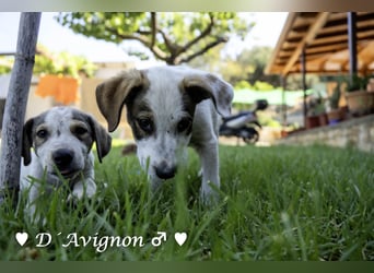 D.J., D'Artagnan,  D'Avignon und Da Vinci suchen ein Zuhause