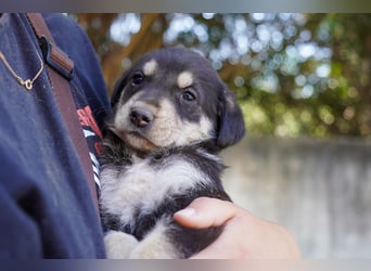 Kira, Kalle, Kasper und Karim suchen ein Zuhause