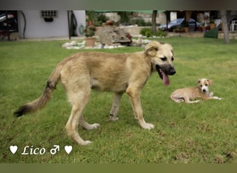 Liana, Lico und Lido suchen ein Zuhause