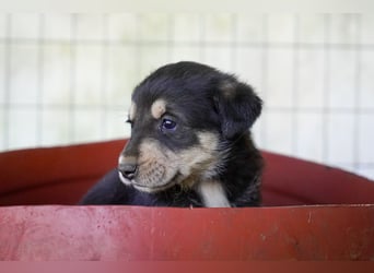Kira, Kalle, Kasper und Karim suchen ein Zuhause