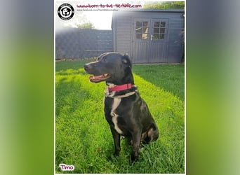 DRINGEND erfahrene Menschen gesucht für unseren Notfall TIMO