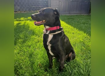 DRINGEND erfahrene Menschen gesucht für unseren Notfall TIMO