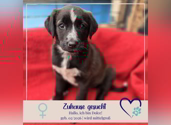 Dolce - süss, fröhlich und zugänglich - sucht genau dich - ja dich