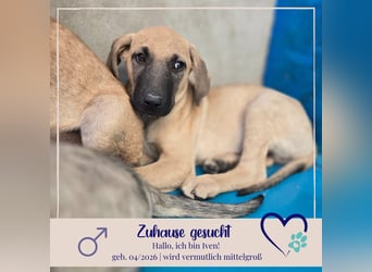 Iven - sucht sein Happy End bei Dir ?