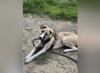 Lilly - will endlich ihr eigenes Für immer Zuhause - ja für immer bitte