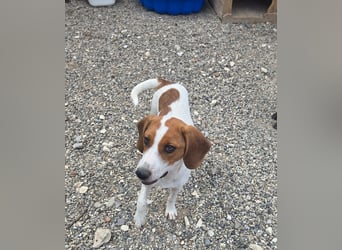 Lissy - sucht Dich für liebevolle Erziehung und für ihr Foreverhome