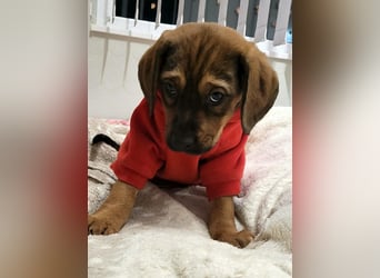 Sarah - entsorgt im Muell - gerettet von einem Engel und jetzt suche ich ein liebevolles Zuhause