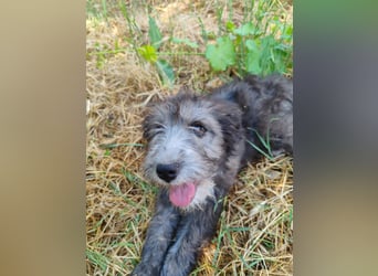Misuki - toller süsser junge Hund sucht dich als Wegbegleiter