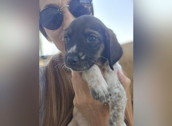 Sabrina, Abenteuer Junghund für Dich ?