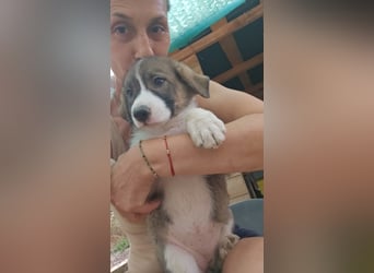 Josie - sucht ein Zuhause voller Liebe, Wärme und Menschen die sie glücklich macht