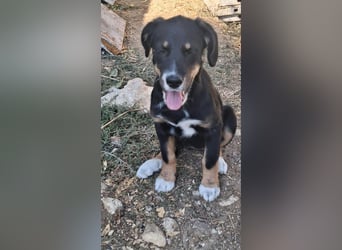 Pumpkin - sucht Dich für eine Freundschaft fürs Leben