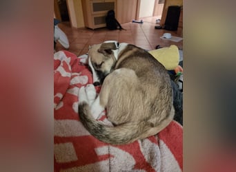 Lilly - süsse Junghündin - die Herzen schmelzen bei ihr