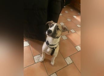 Lilly - süsse Junghündin - die Herzen schmelzen bei ihr