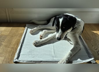 Klara - sucht Dich für gemeinsame Abenteuer