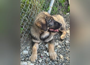 Dilara - fröhliches und offenes Hundemädchen sucht Dich