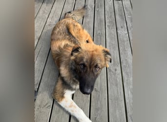 Zayden - sucht sein Foreverhome bei dir - er ist ein toller Wegbegleiter für dich